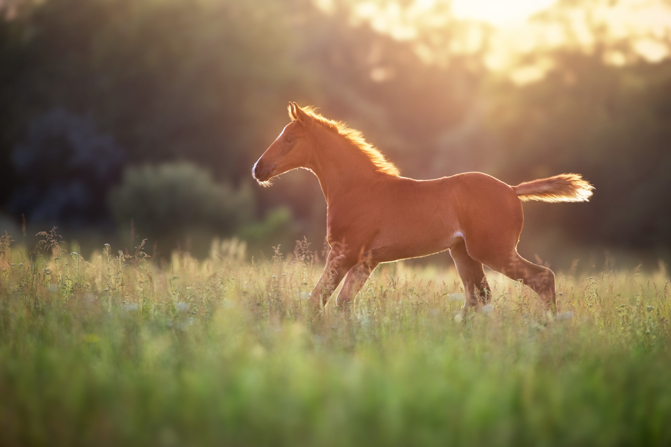 Re-proVet - Equine Veterinary Softwre